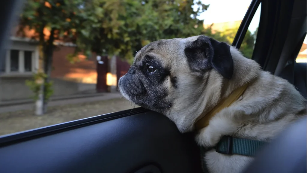 車に犬（ペット）を乗せる